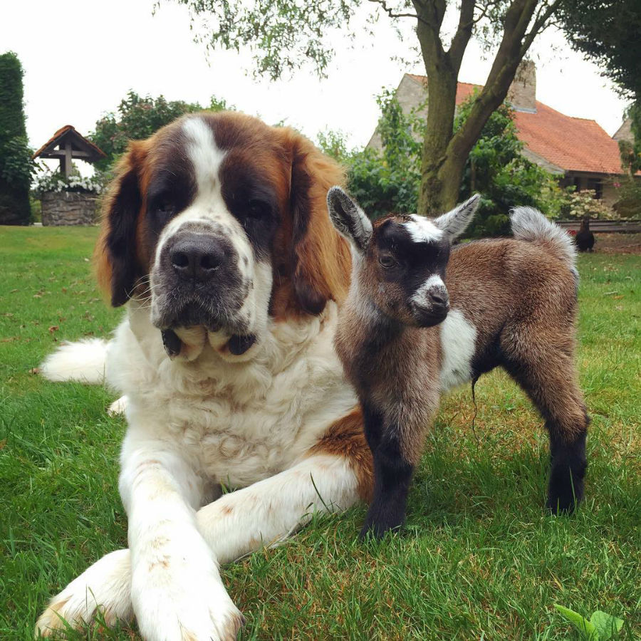 st-bernards006