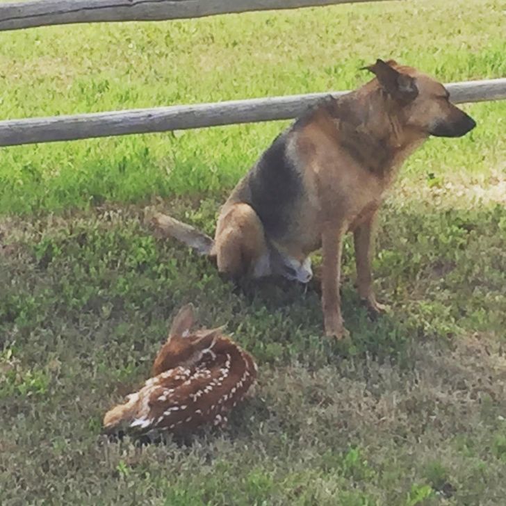 Our herding dog spent the day guarding Bambi until the mom came! Wilson is a dang good boy