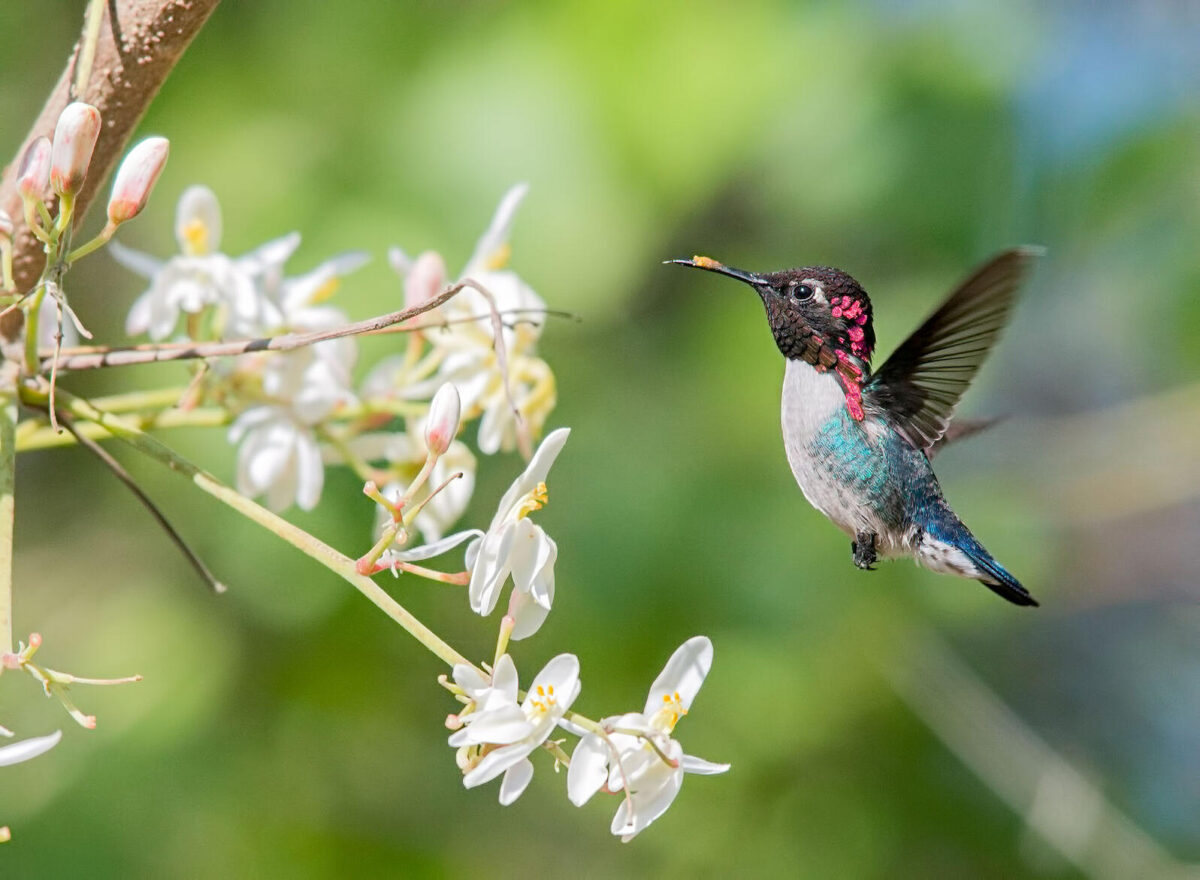 Get to Know the Bee Hummingbird, the World's Smallest Bird | Audubon