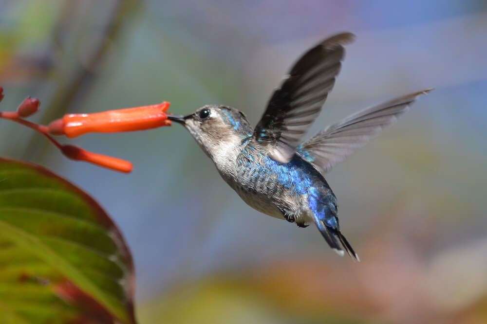 Meet The Bee Hummingbird: The Smallest Bird In The World - The Dodo