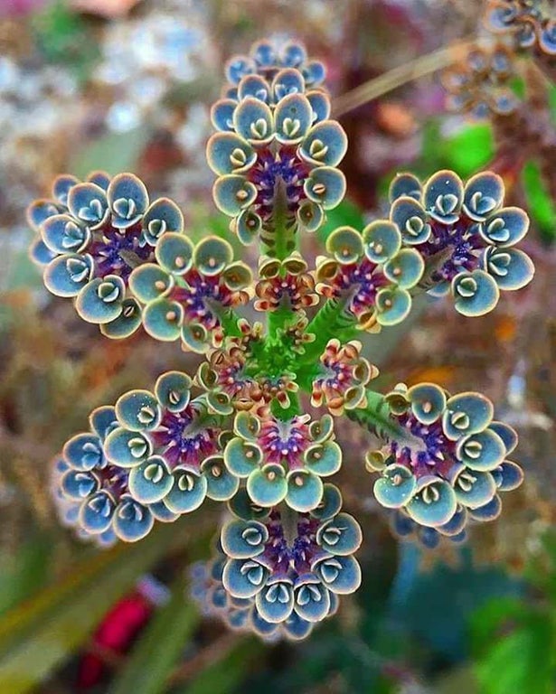 23 Wonderful Symmetrical Plants